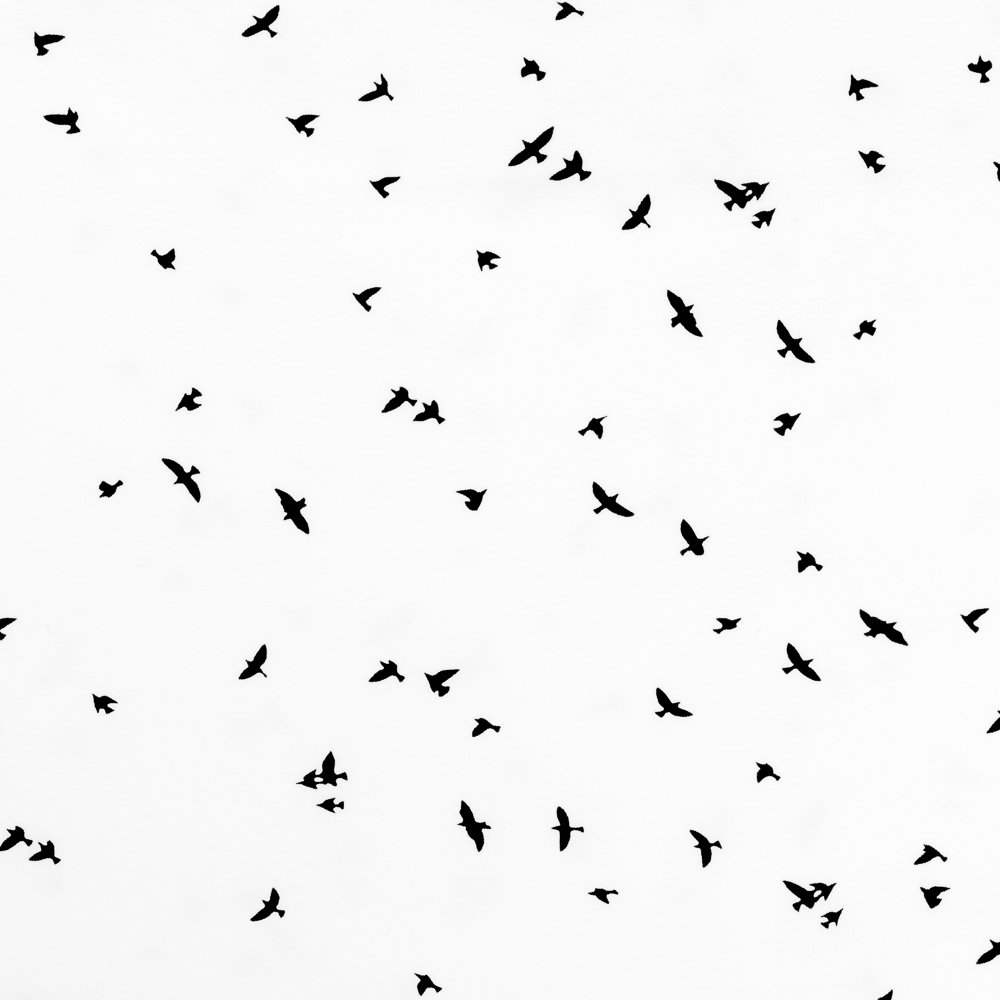 Tissu Jersey Coton Blanc Oiseaux Noirs