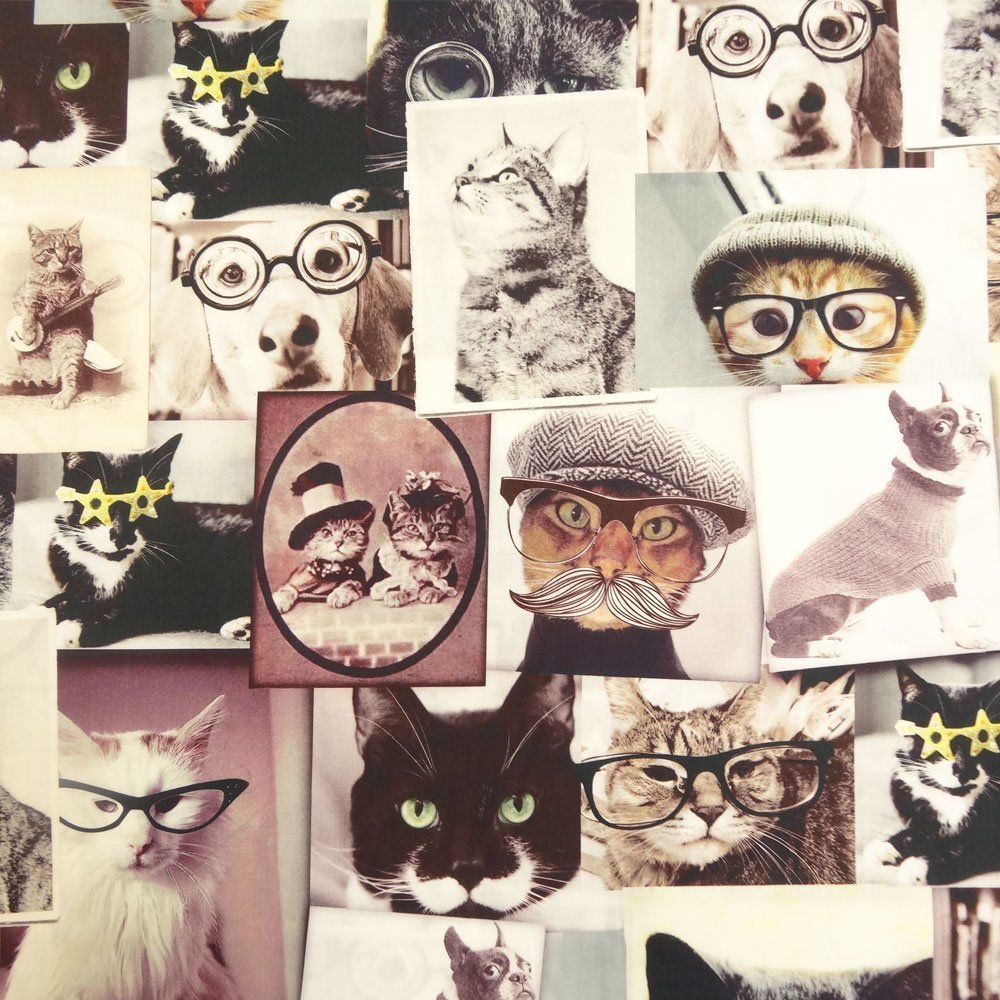 Tissu Popeline impression digitale Chats