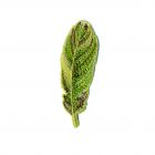 Ecusson Thermocollant Plume Verte/Dorée