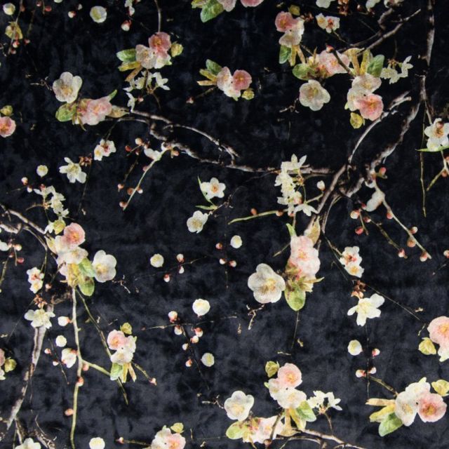 Tissu Velours jersey Fleurs de cerisiers Blanches et roses sur fond Noir - Par 10 cm